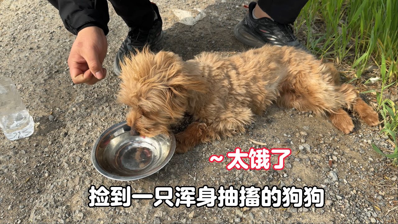 路邊遇到流浪狗渾身抽搐，見人就趴地上奮力討好，只希望能有個家