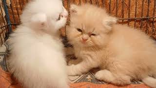 Daily Moments🐾cute kittens#cute#beetv #catlover#viral#cat#kitten#funny#cuteanimal#video#viralvideo