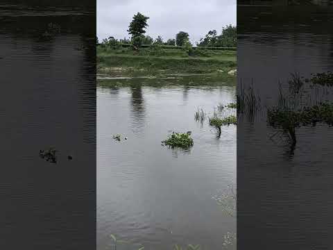 সবুজ ঘেরা নীরব নদীর ধারে। #viralvideo #foryou #নদী #villagelife