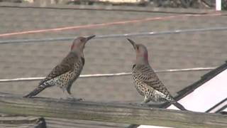 Northern(Yellow-shafted)Flickers