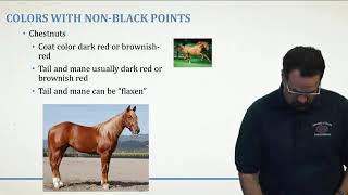 veterinary veterinaria, coat colors in horses capas de caballos