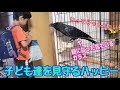 子ども達を見守るカラスの平日モーニングルーティン 【おしゃべりカラスのハッピー】
