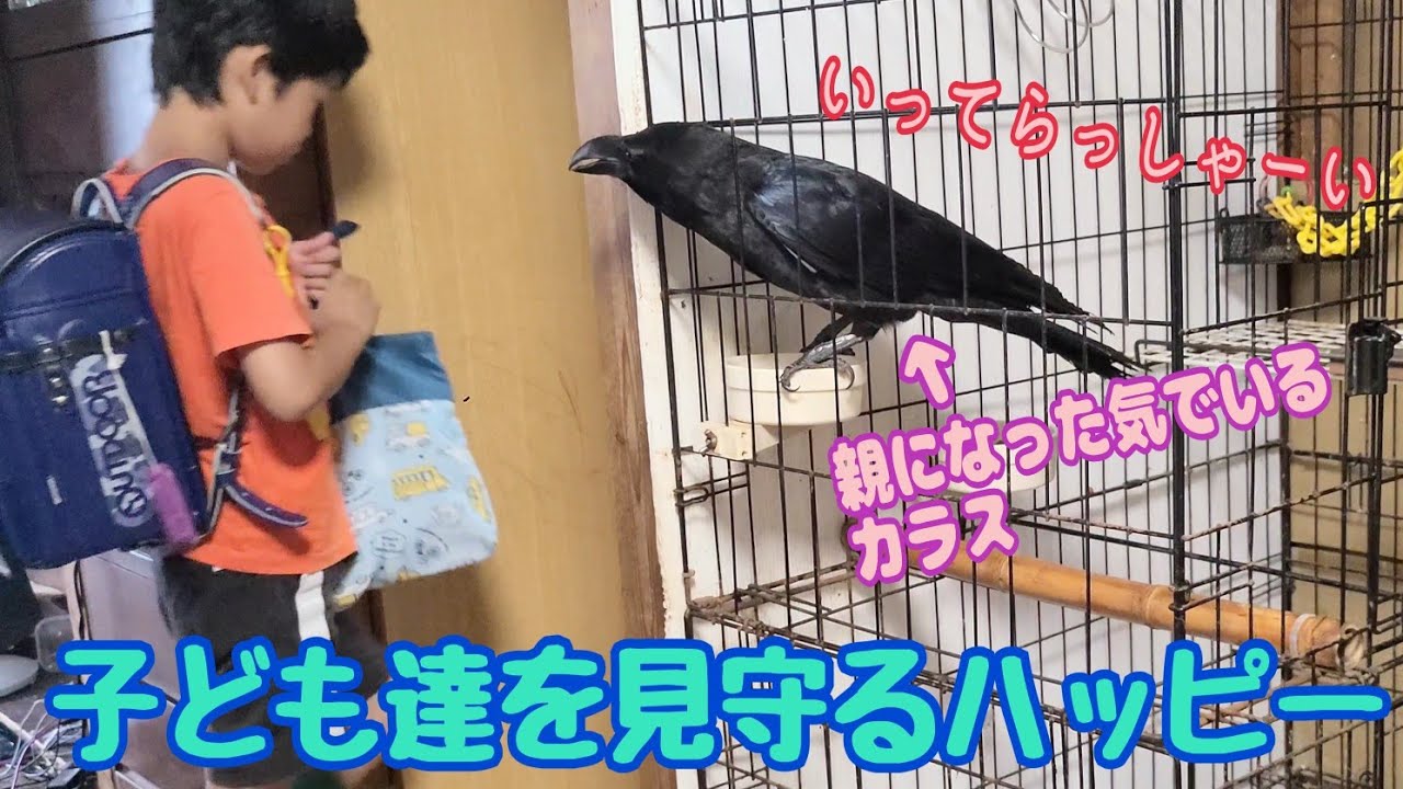 子ども達を見守るカラスの平日モーニングルーティン 【おしゃべりカラスのハッピー】