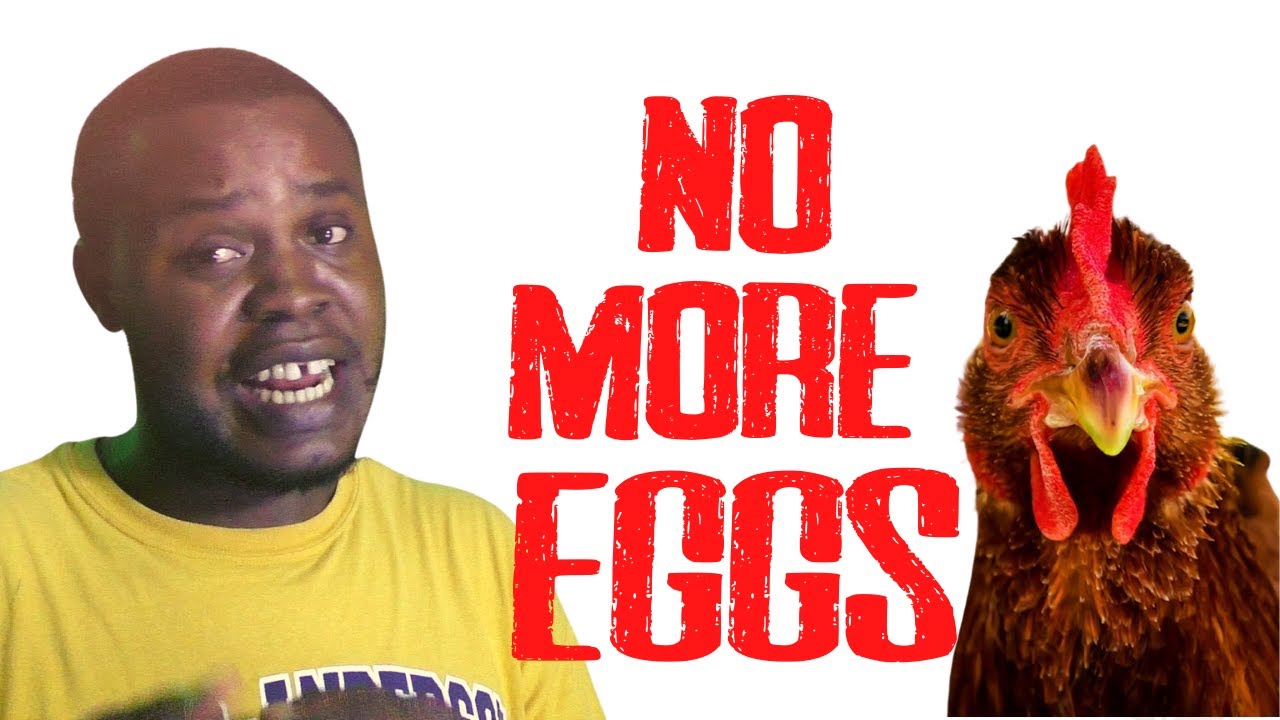 5 Reasons Why Chicken Stopped Laying Eggs | Poultry Farming