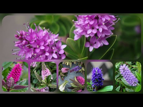 Video: Kako Uzgajati Egzotični Cvijet Kod Kuće