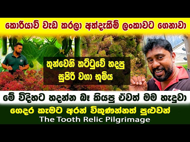 hydroponic farming at home |තුන්වෙනි තට්ටුවේ හදපු සුපිරි වගා භූමිය |හදන්න බෑ කියපුවා මම මෙහෙම හැදුවා