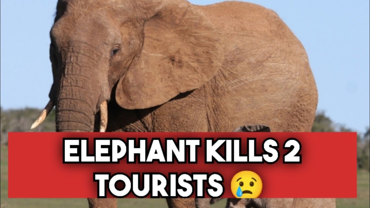 Tragedy on Safari: Elephant Kills Two Tourists in Zambia | Full Story ...