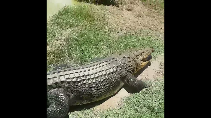 Huge Hidden Saltwater Crocodile #crocodile #attack #fishing #australia #fish #food #nature - DayDayNews