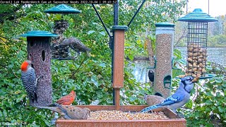 HighTraffic Morning In Sapsucker Woods At Cornell Feeders – Oct. 4, 2022