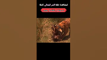 النمر البنغالي يصطاد فراس كبيره 