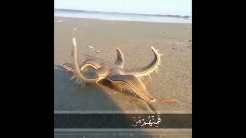 #تلاوات #ماهر_المعيقلي #ياسر_الدوسري #ناصر_القطامي #السديس #خالد_الغامدي(47)
