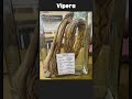 Deadliest Snakes Specimens: Sea Snake vs Cobra vs Viper 🐍⚠️#SnakeFacts #VenomousSnakes#Cobra #Viper
