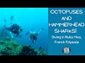 Octopuses and Hammerhead Sharks!  Diving in NukuHiva, French Polynesia.