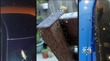 ANTS! Not Gnats: Swarm Of Bugs Create Buzz In Philadelphia
