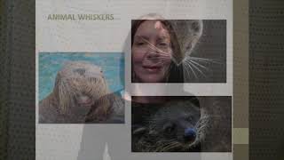 Unit 12 Classifiers Lecture   Part 2
