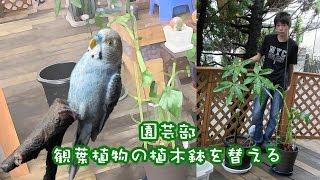 園芸部　観葉植物の植木鉢を替える　2016.7.9