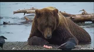 Bears of Brooks Falls Funny and Cute Moments 2023 by Geo  2,430 views 3 months ago 4 minutes, 24 seconds