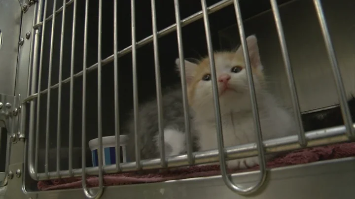 Local animal shelters battling deadly cat virus