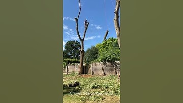 Tree removal using rigging lines and a lowering device.