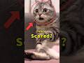If Your Cat Does THIS at Night… You NEED to See This. #shorts #cat #catvideos