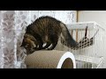 爪とぎタワーのてっぺん