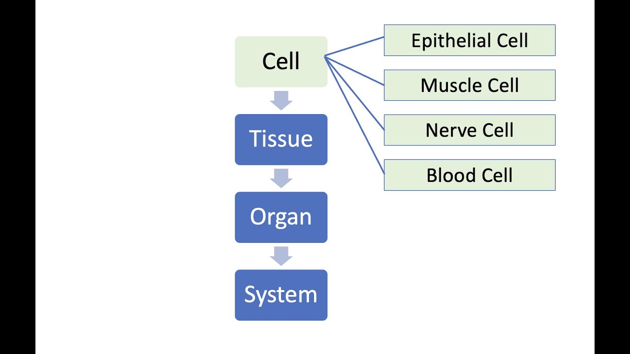 Cell Biology and Organisation Chapter 2 Form 4 Biology part 2 - YouTube
