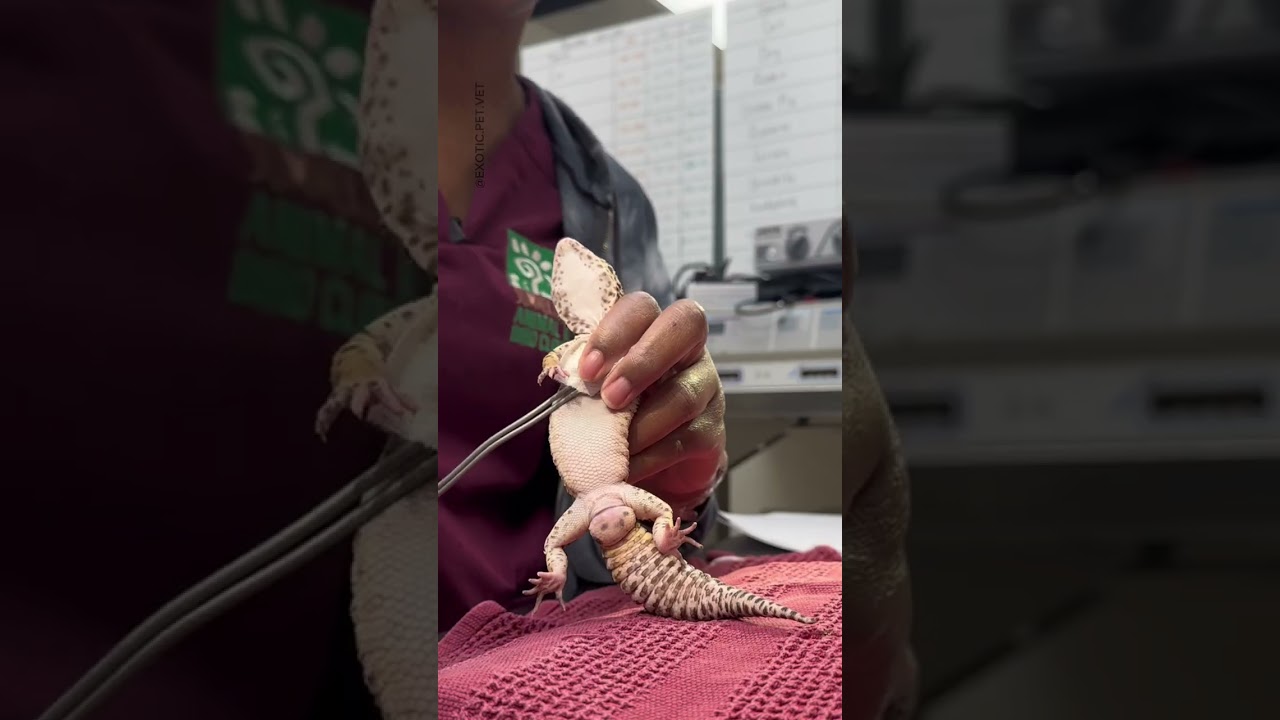 Ветеринар лечит гемипенем у леопардового геккона, также известный как «спермовая пробка»