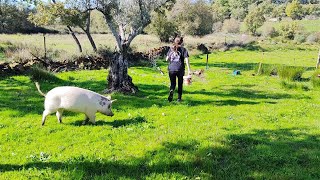 Cerrando el corral de la lechona, casi le charrisca las pantorrillas a mi madre