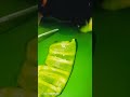 professional capsicum cutting skills vegetable #capsicum #kating  kitchenskills #foodreels#foodreels