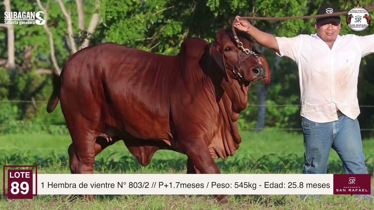 LOTE 89 - REMATE DE SAN RAFAEL