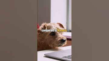 Thumbnail of Dog can see in Color