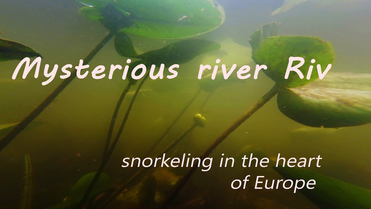 This river is my biotope aquarium inspiration!