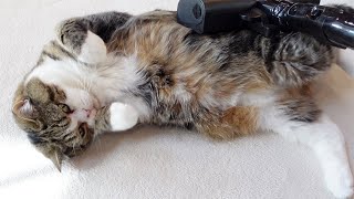 掃除機に癒されるねこ。Maru is healed by a vacuum cleaner.