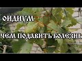 Оидиум на винограде.  Чем подавить болезнь за неделю до срезки