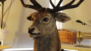 Animatronic deer (WIP)  🦌✨