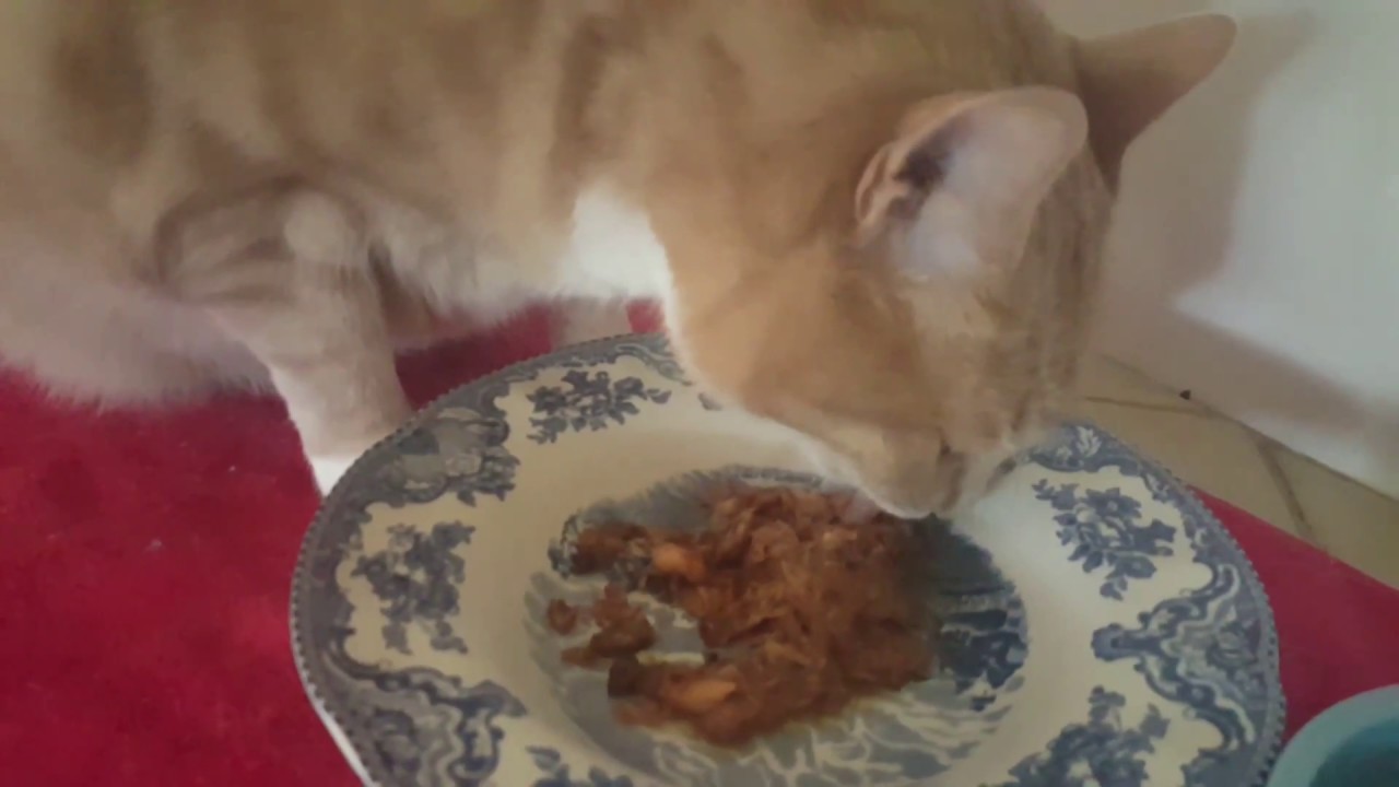 wellness skipjack tuna