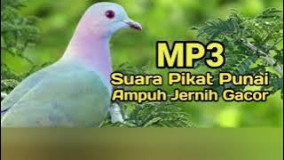 Suara Burung Punai Paling jernih dan ampuh
