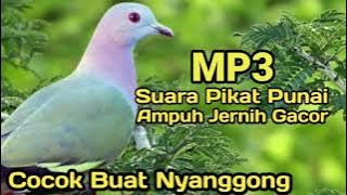 Suara Punai Paling jernih dan Ampuh buat Pikat