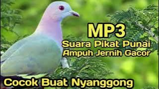 Suara Burung Punai Paling jernih dan Ampuh buat Pikat