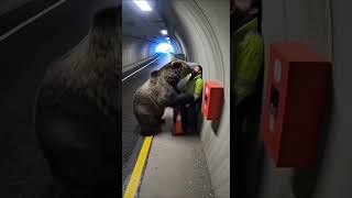Eurasian Brown Bear Rears Over Worker at Tunnel Emergency Bay  #brownbear