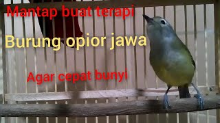 malem pun tetap gacor si burung opior jawa atau cak gentong