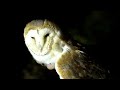 Baby Barn Owl Knocked Out Of Nest and How I rescued it | Barn Owl v Tawny Owl