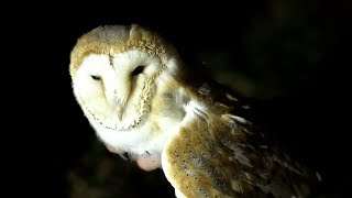 How I Rescued a Barn Owl After a Tawny Owl Attack | Rescued & Returned to the Wild | Robert E Fuller