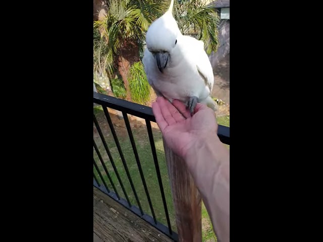 Very tame and friendly wild juvenile Cockatoo 😍🥰 class=