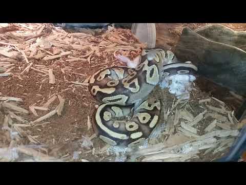Ball python eating live mouse