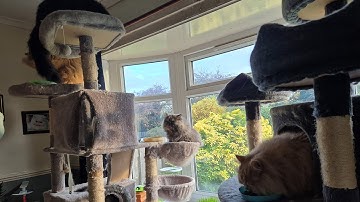 Gewoon een dag als dienaar van mijn 7 luie katten