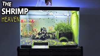 The Shrimp Heaven: Shrimp Tank Setup for Caridina Aquascape Tutorial
