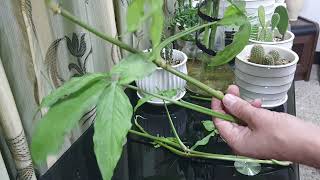 كيفية تكاثر نبات السنجونيوم Syngonium podophyllum أو نبات رجل البطة والعناية بها 