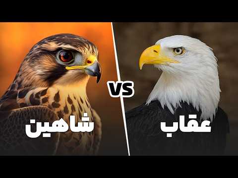 عقاب یا شاهین پادشاه واقعی آسمان کدومشونه