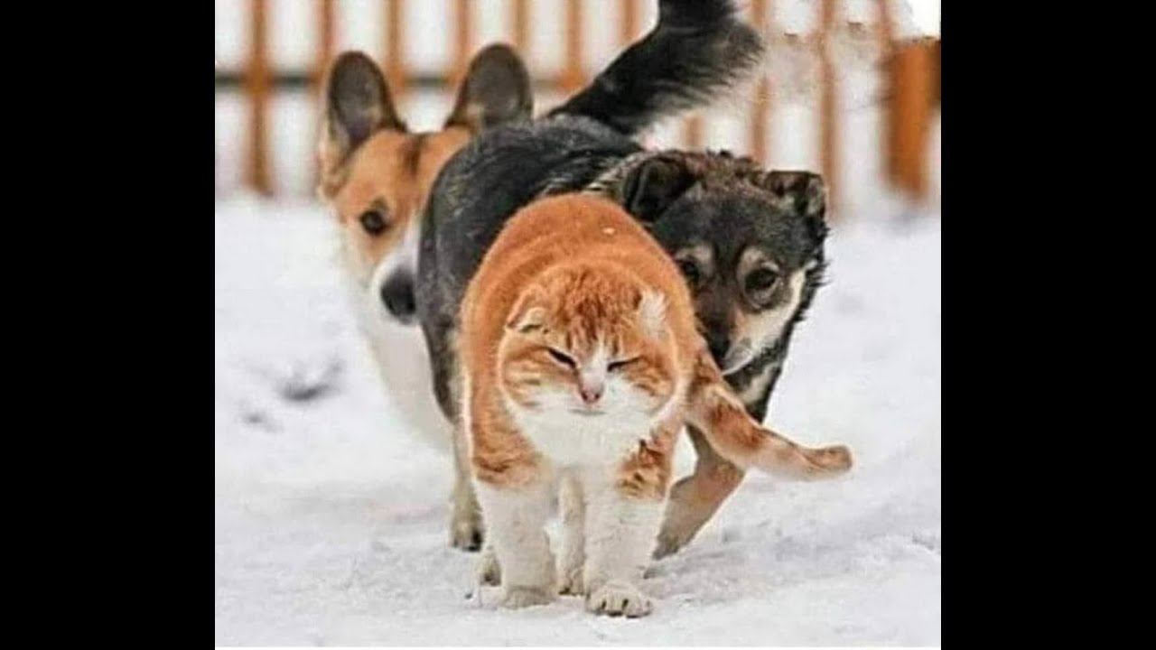 😺 За мной, трусишки! 🐕  Смешное видео  с собаками, кошками и котятами! 🐱